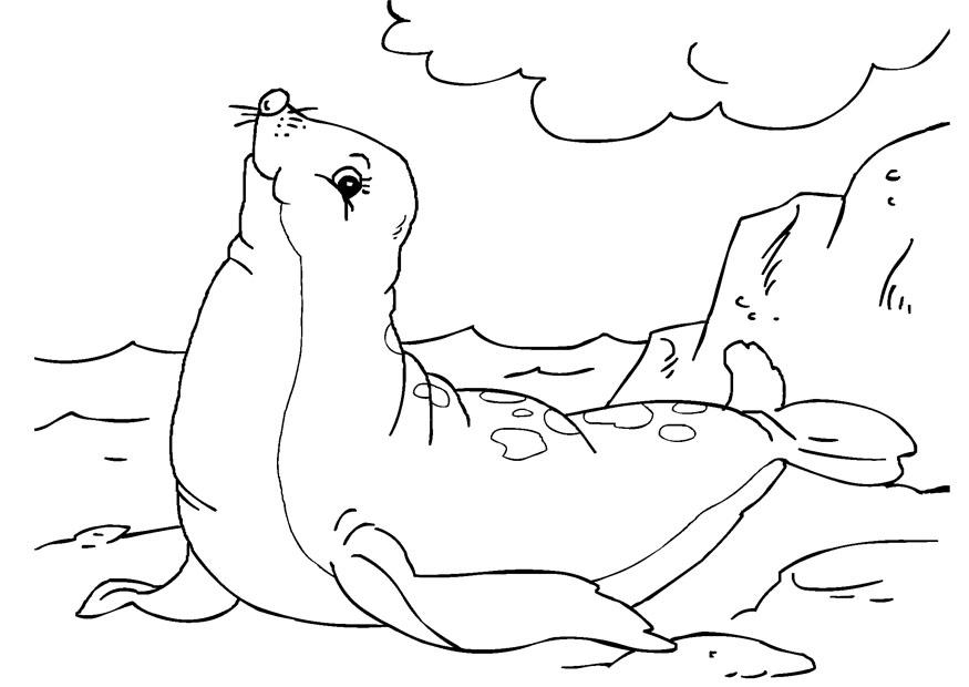 foca Página para colorir foca