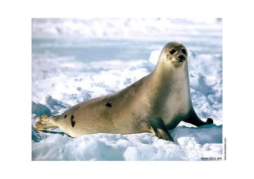 foca Foto foca