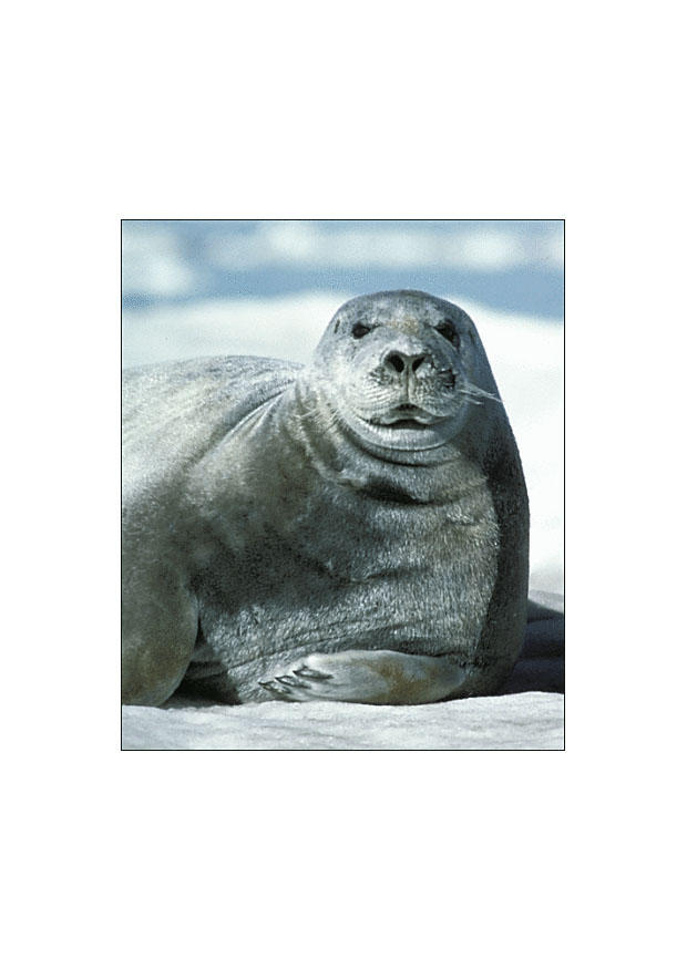 foca-barbuda Foto foca-barbuda