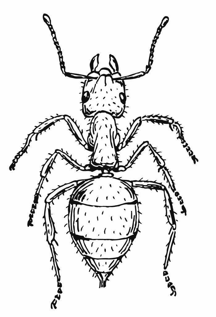 formiga Página para colorir formiga
