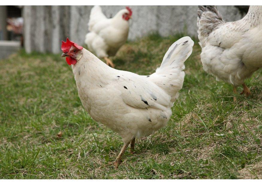 Foto galinha- frango