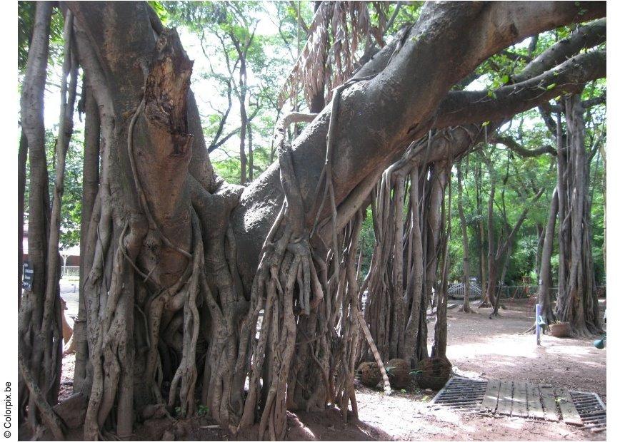 Foto parque em puna