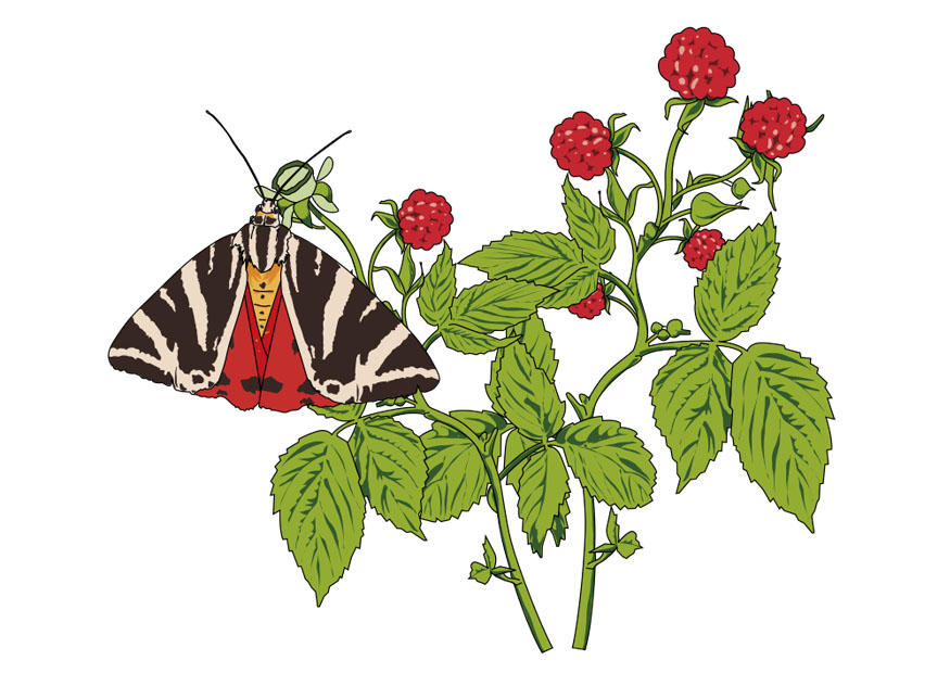 framboesas com uma borboleta imagem framboesas com uma borboleta