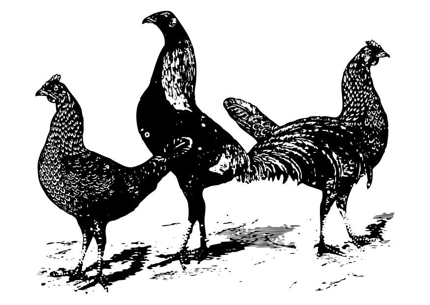 frangos Página para colorir frangos