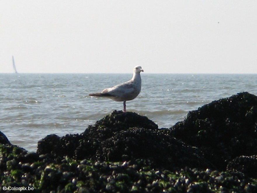 gaivota Foto gaivota