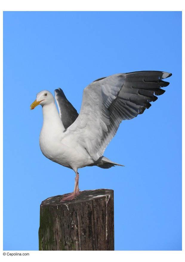 gaivota no poste Foto gaivota no poste