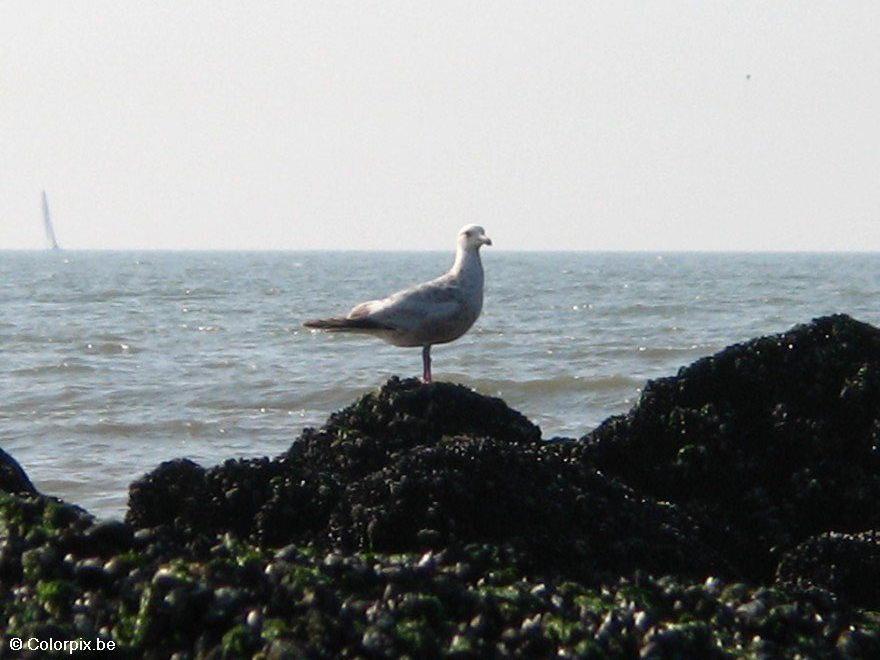 gaivotas Foto gaivotas