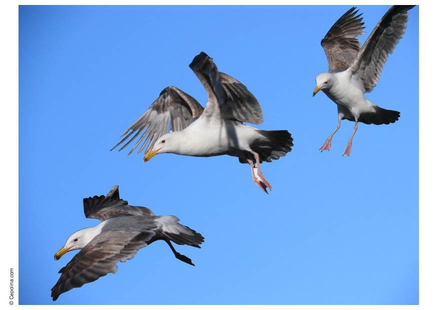 gaivotas Foto gaivotas