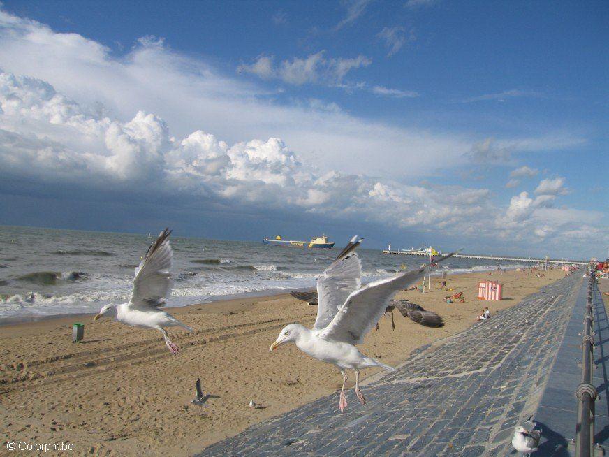 gaivotas na praia Foto gaivotas na praia