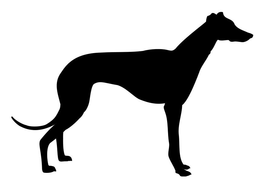 galgo Página para colorir galgo