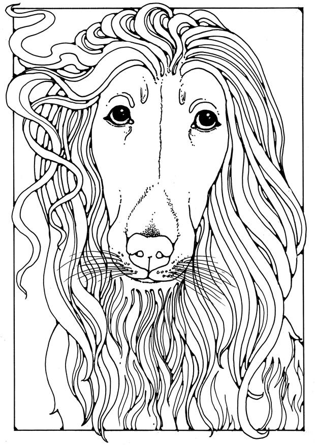 galgo afegA£o Página para colorir galgo afegA£o
