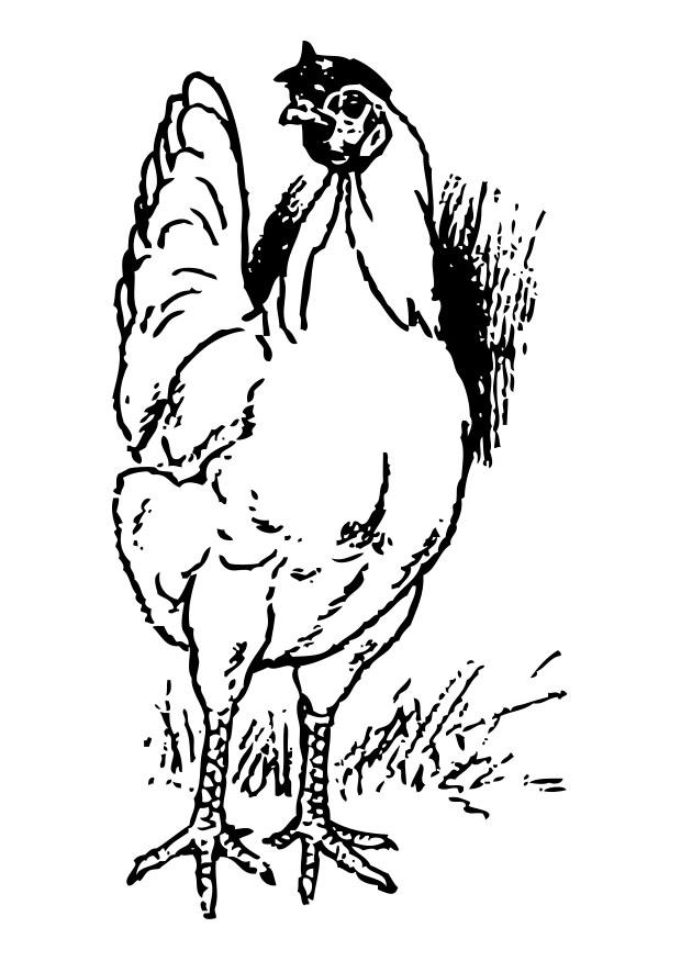 galinha Página para colorir galinha