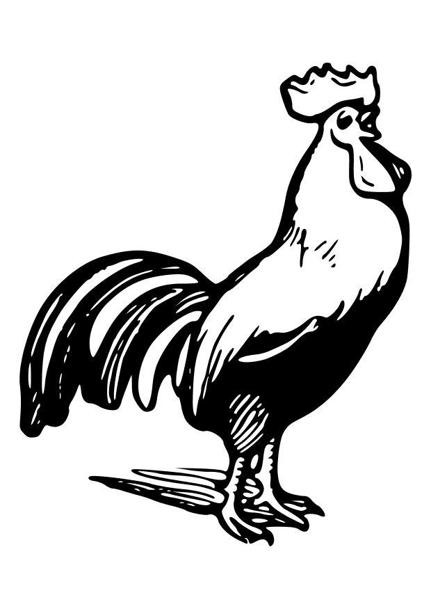 galo Página para colorir galo