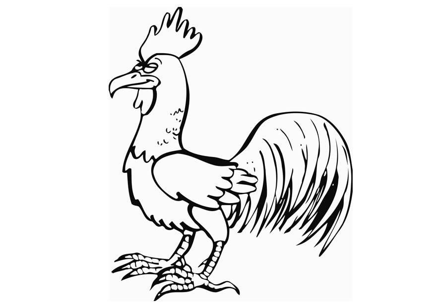 galo Página para colorir galo