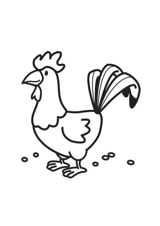 galo Página para colorir galo