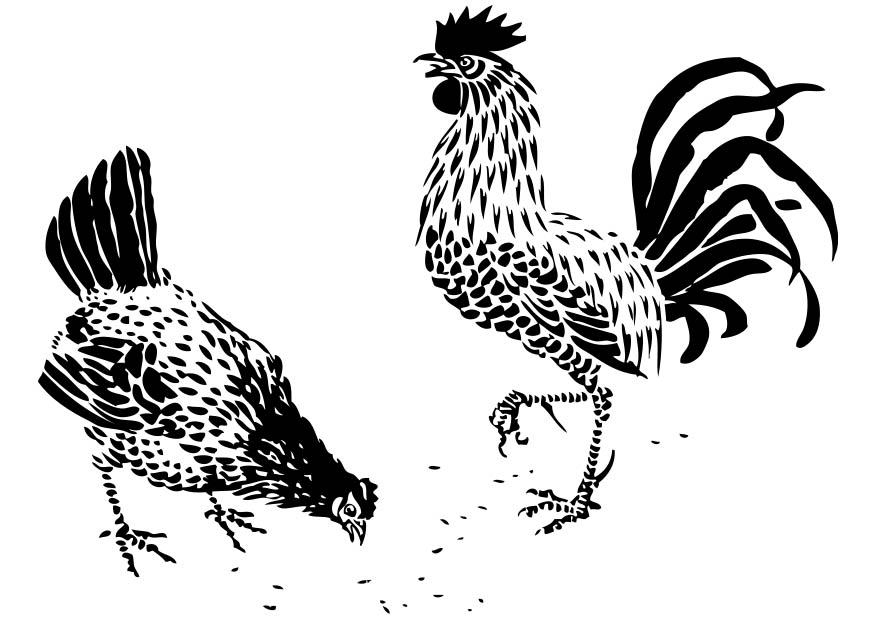 galo e galinha Página para colorir galo e galinha
