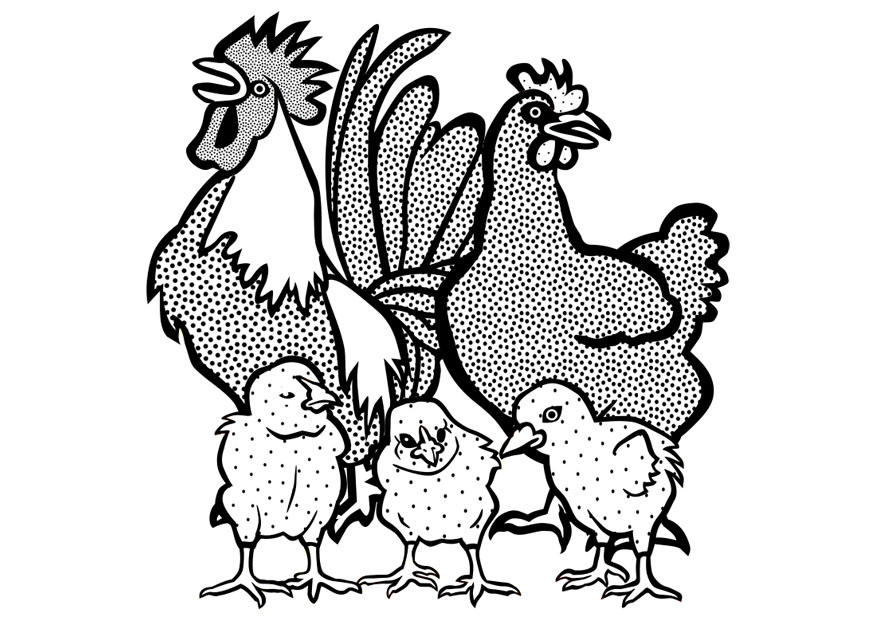 galo, galinha e pinto Página para colorir galo, galinha e pinto