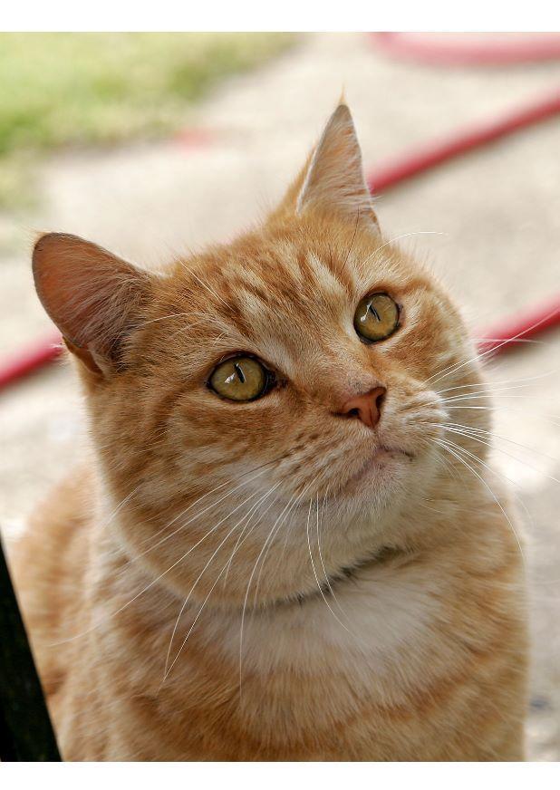 gato Foto gato