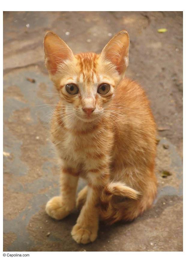gato Foto gato