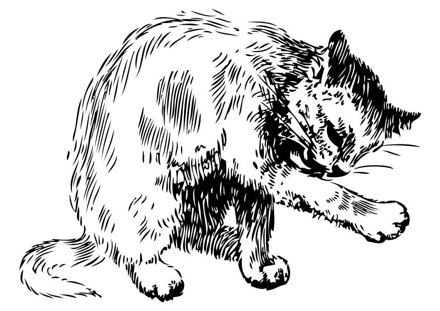 gato Página para colorir gato