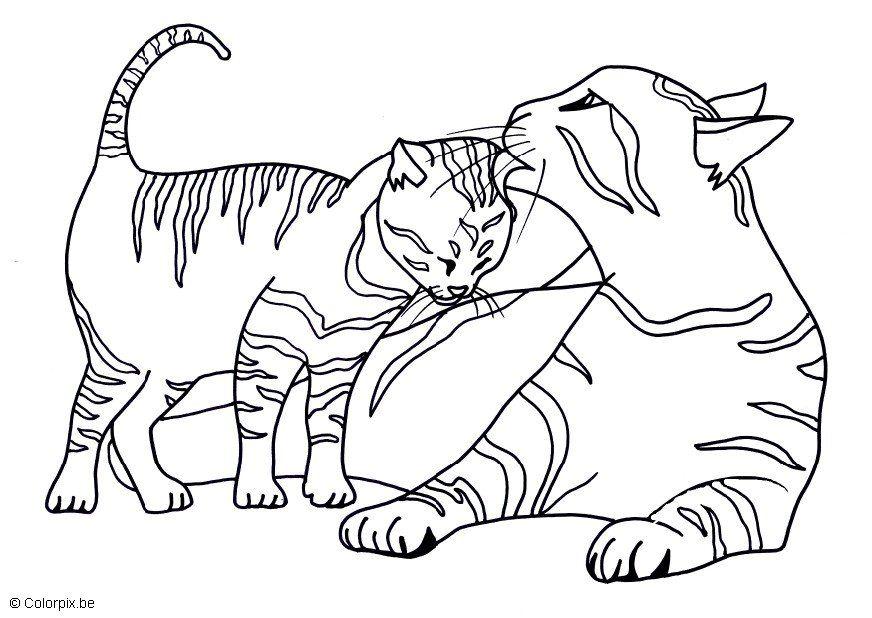 gatos Página para colorir gatos