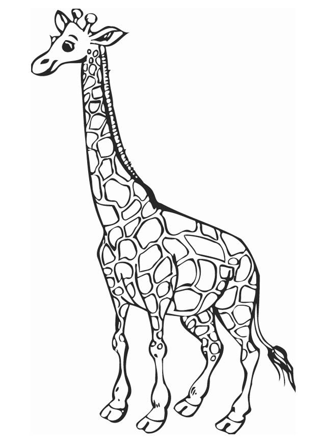 girafa Página para colorir girafa