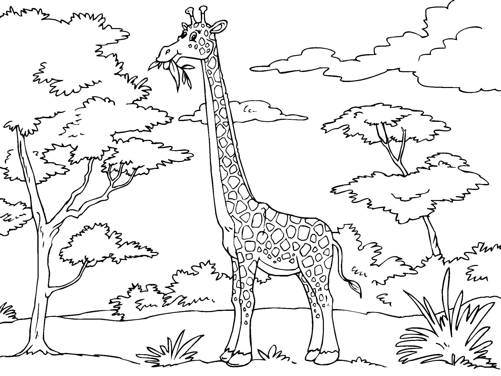 girafa Página para colorir girafa