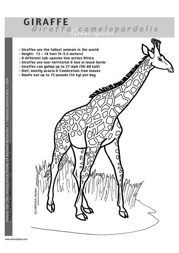 girafa Página para colorir girafa