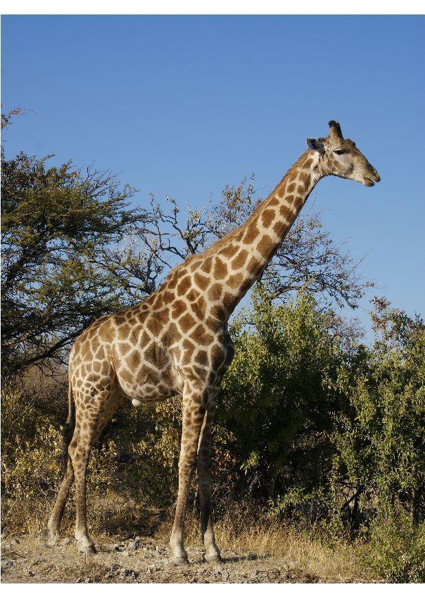 girafa Foto girafa