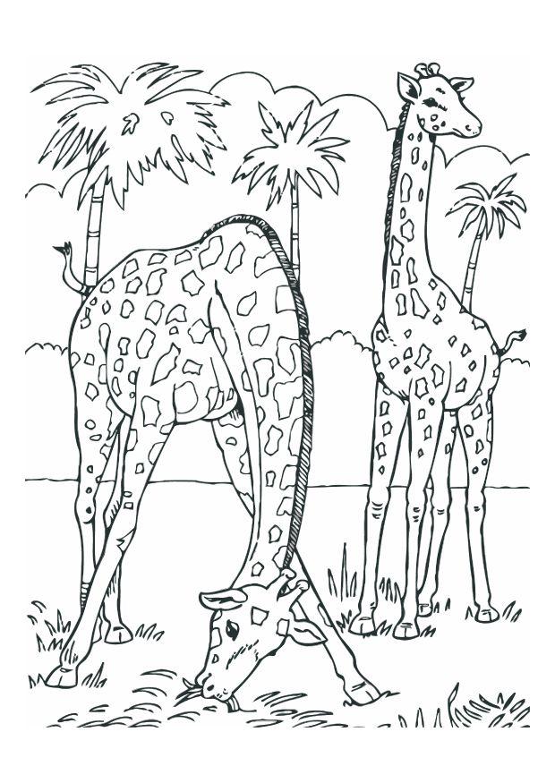 girafas Página para colorir girafas