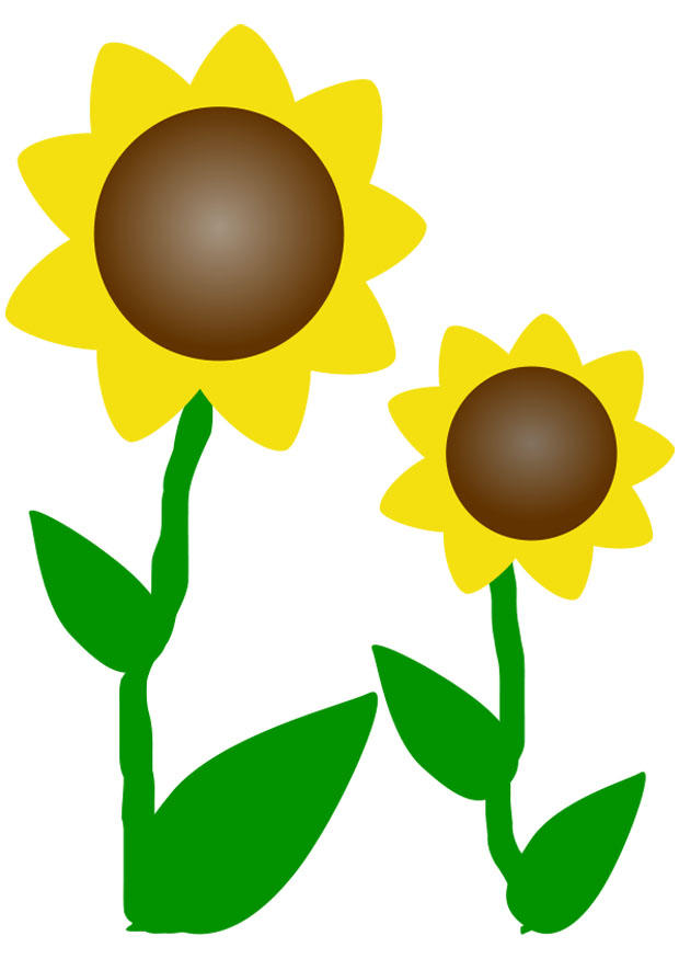 girassA³is imagem girassA³is