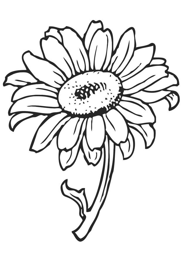 girassol Página para colorir girassol