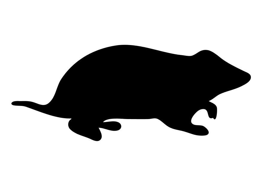 hamster Página para colorir hamster