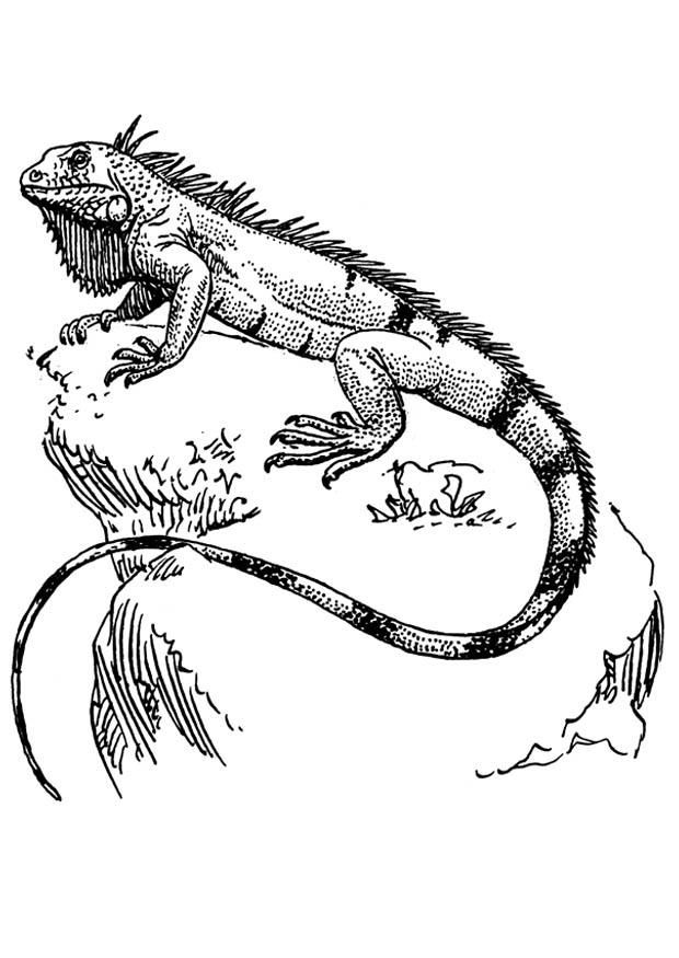 iguana Página para colorir iguana