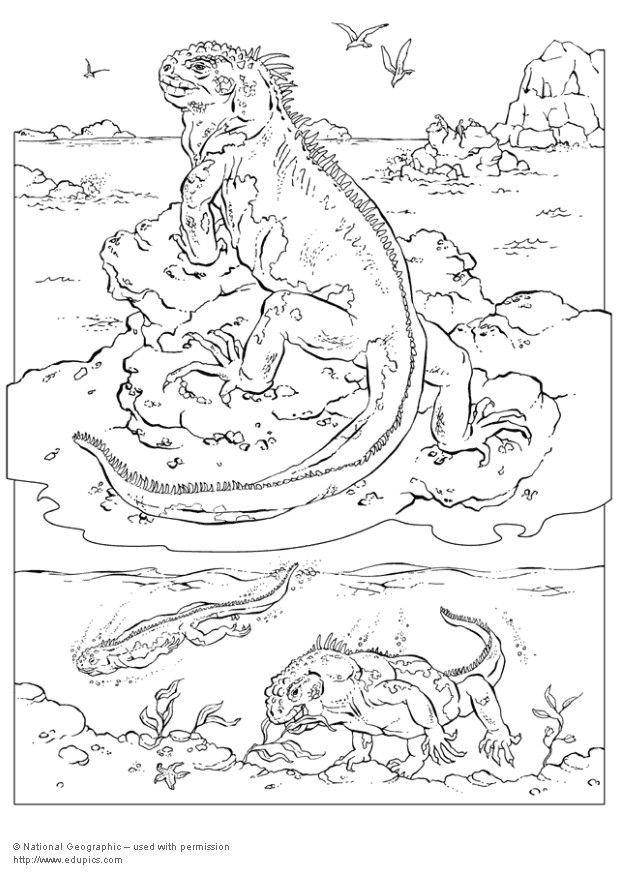 iguana Página para colorir iguana