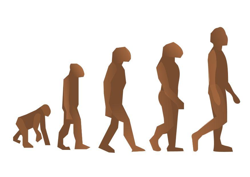 imagem evoluA§A£o humana