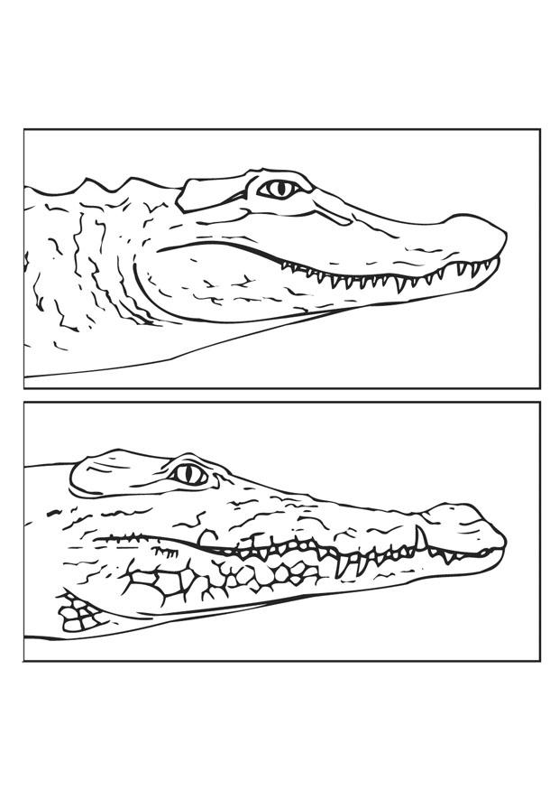 jacarA© - crocodilo Página para colorir jacarA© - crocodilo