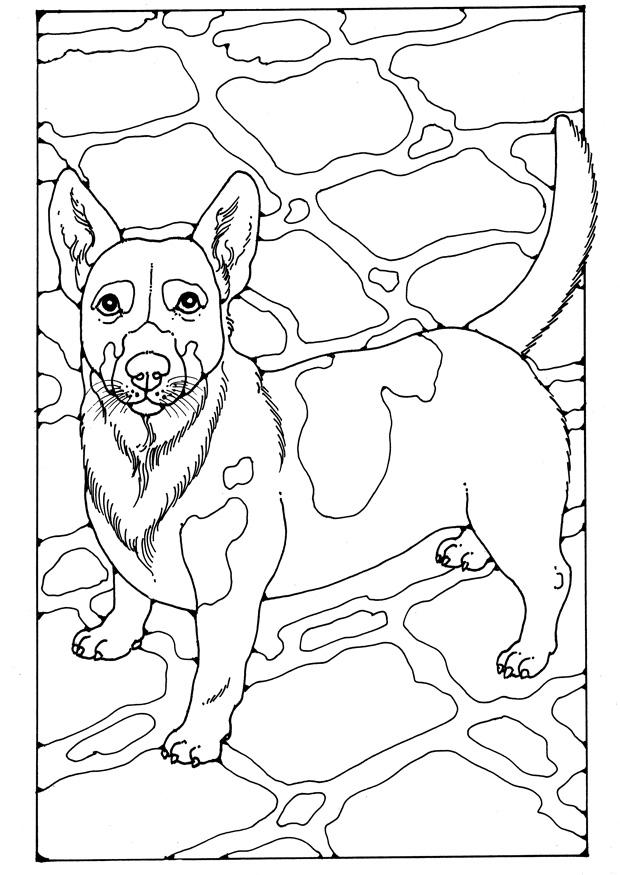 jack russell Página para colorir jack russell