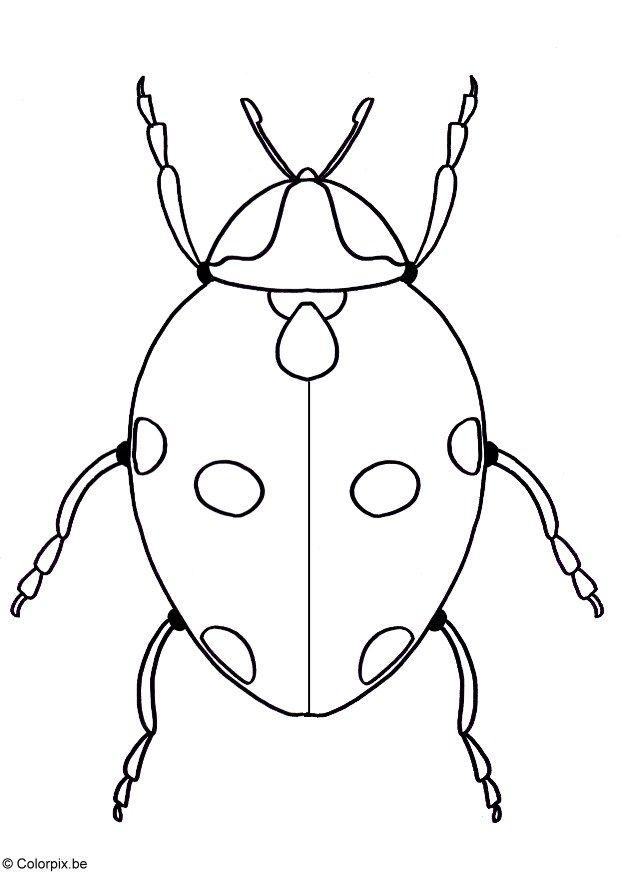 joaninha Página para colorir joaninha