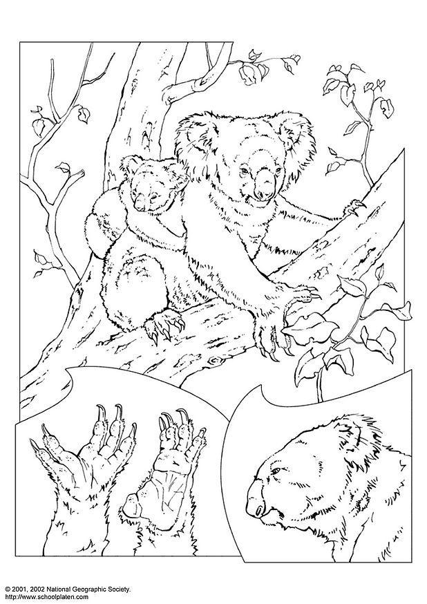 koala Página para colorir koala