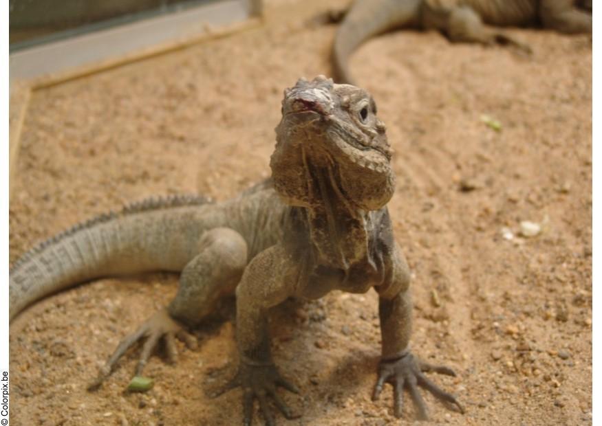 lagarto Foto lagarto
