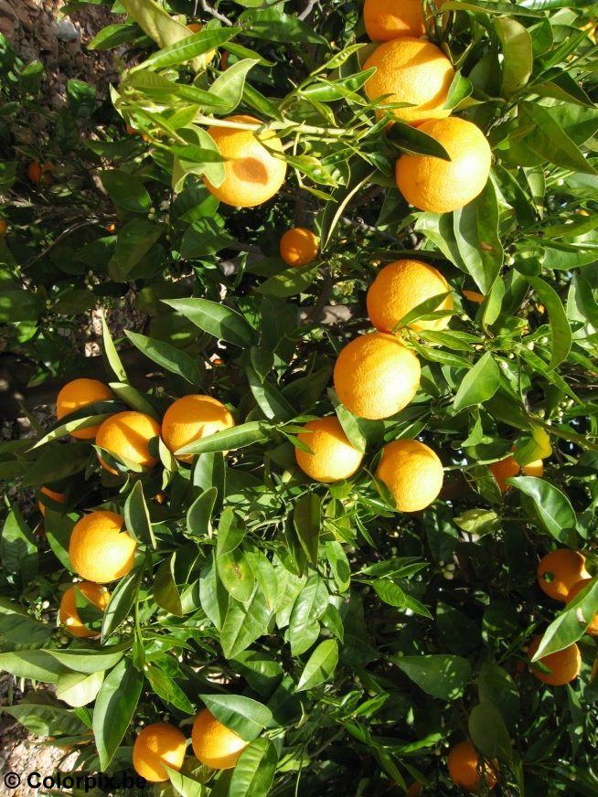 Foto laranjas-
