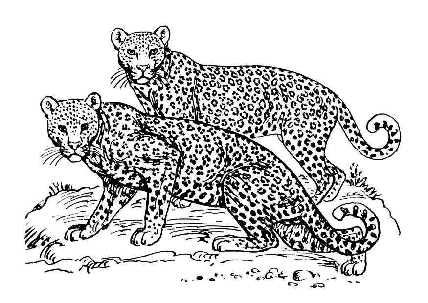 leopardo Página para colorir leopardo