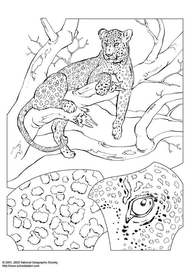 leopardo Página para colorir leopardo