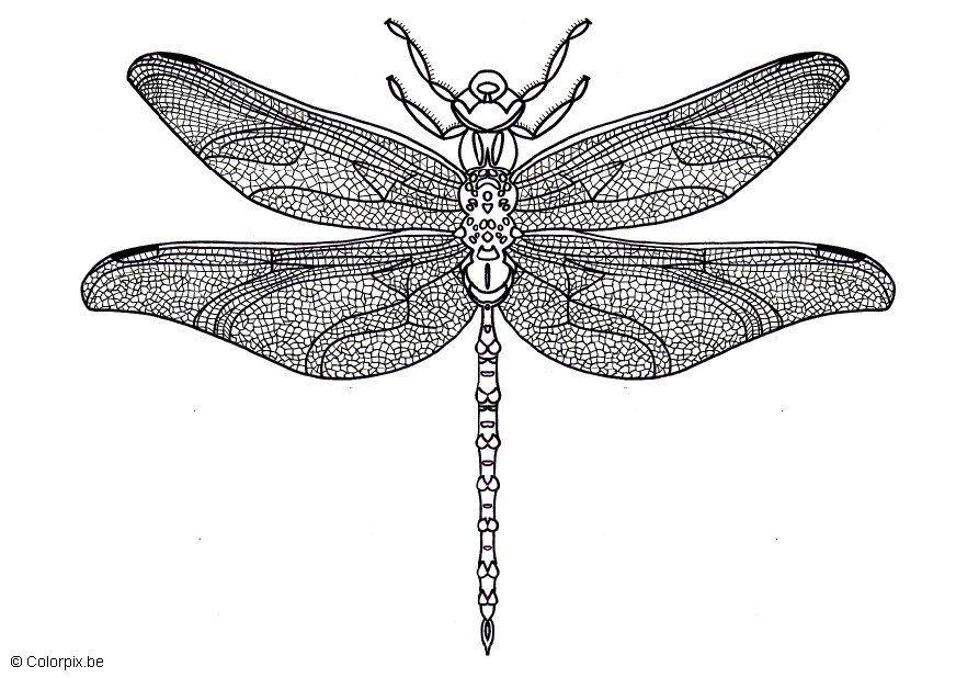 lAbelula Página para colorir lAbelula