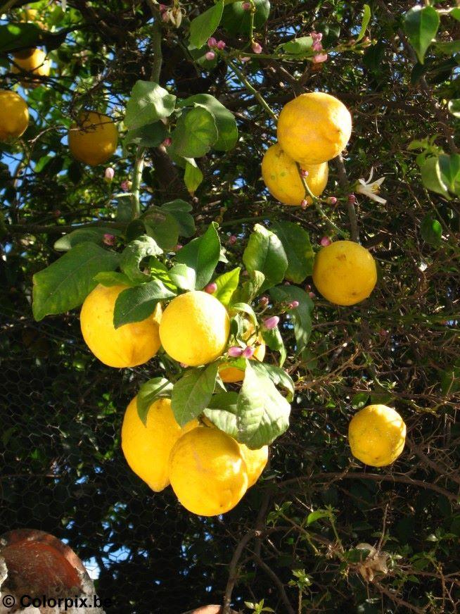 limas Foto limas