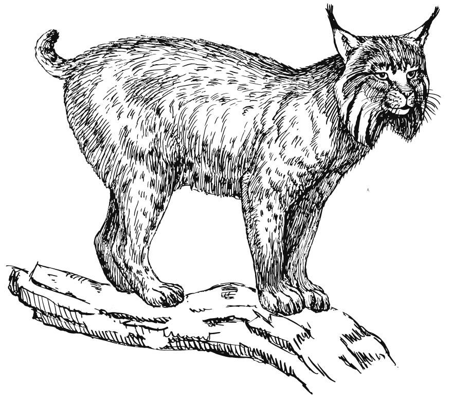 lince Página para colorir lince