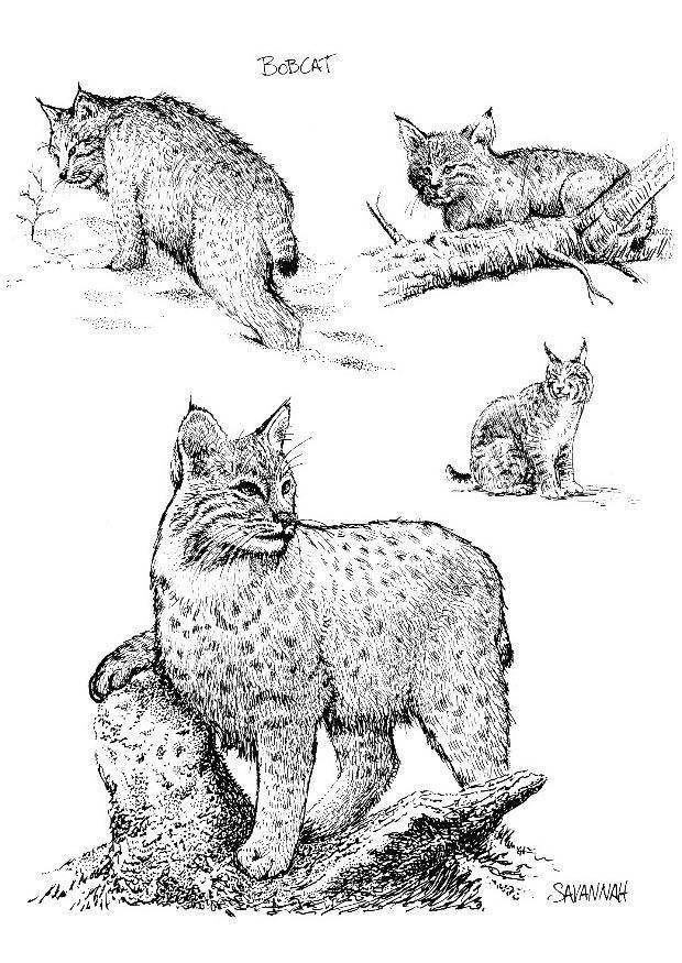 lince-pardo Página para colorir lince-pardo