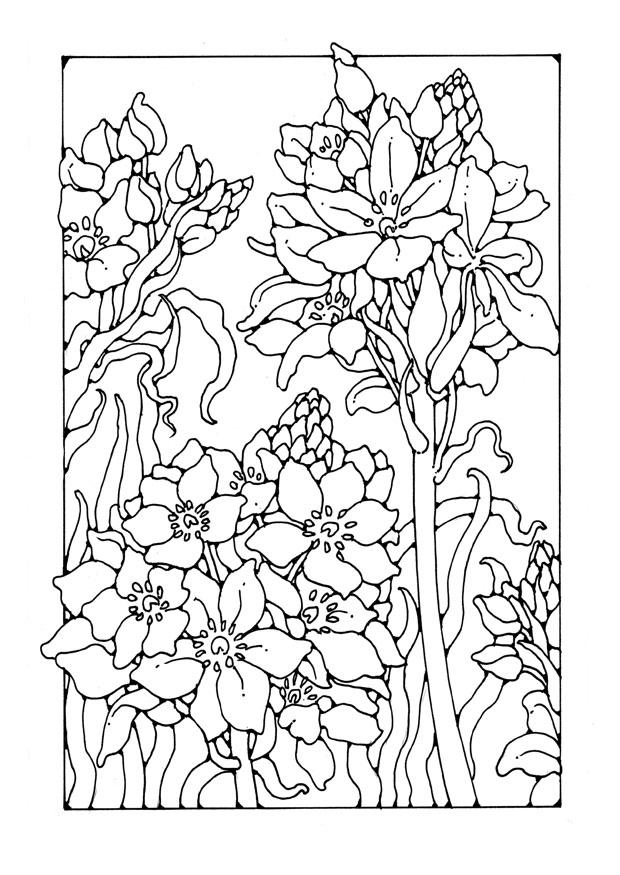 lArio Página para colorir lArio