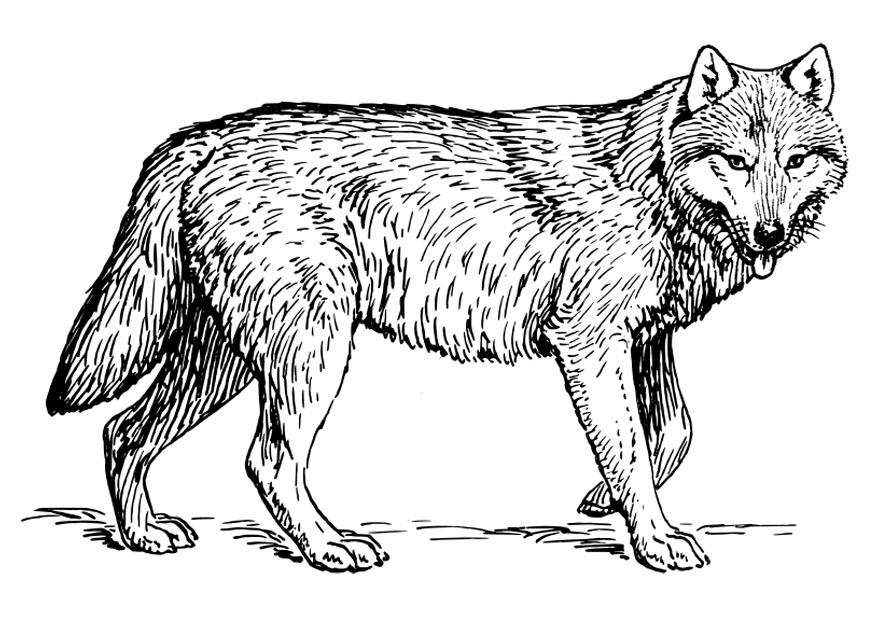 lobo Página para colorir lobo